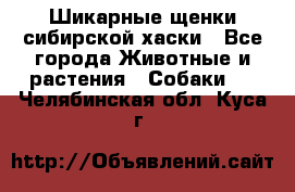 Шикарные щенки сибирской хаски - Все города Животные и растения » Собаки   . Челябинская обл.,Куса г.